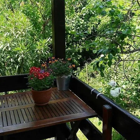 Yellow Fani 辛尼莫雷特