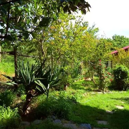 Yellow Fani * 辛尼莫雷特