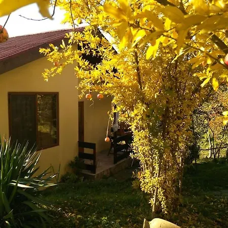Yellow Sinemoretz