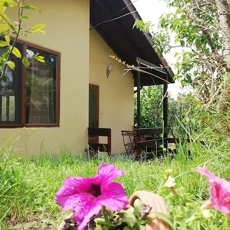 Yellow Fani Синеморец